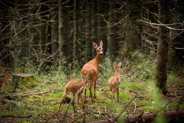 roe deer female and his two fawns in the mountain forest at a summer day