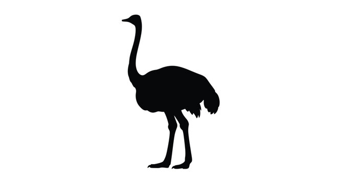 Silhouette of an ostrich standing in profile against a white background