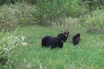 Black bear mother with two cubs on a blooming meadow near Jasper, Canada © NatureTravel Visuals