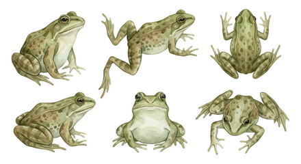 Realistic frogs in various poses for nature designs
