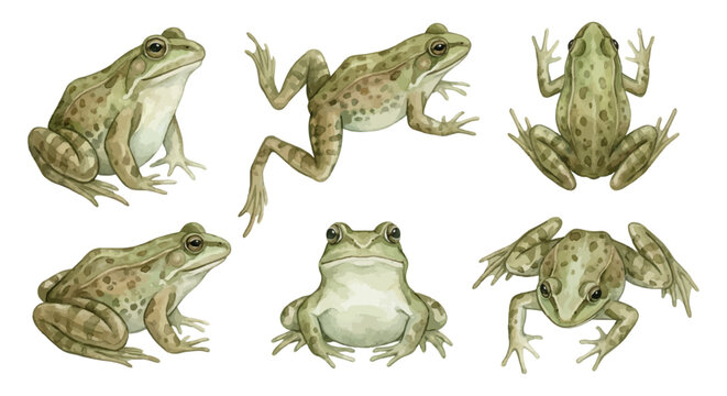 Realistic frogs in various poses for nature designs
