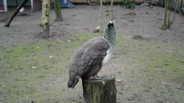 peahen perching on a tree stump