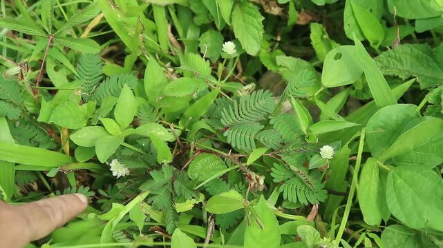 Sensitive Plant Mimosa Pudica Reacting to Touch: Leaves Folding Rapidly