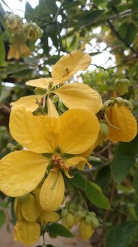 Yellow Senna Flower Blooming on Tree, Tropical Medicinal Plant in Nature, 4K Close-Up