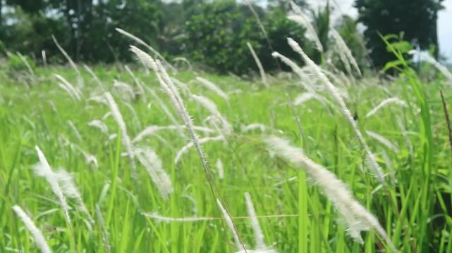  Video of cogon grass blowing in the wind.