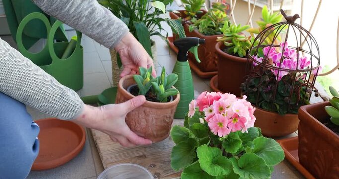 Woman care to potted flowers on balcony, spraying them with water on sunny day. Gardening tools. Nature and plant care.
