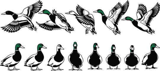 Stylized mallard duck illustrations showing flying and walking poses with detailed wing movement and standing perspectives perfect for animation design artwork © Horgobinda