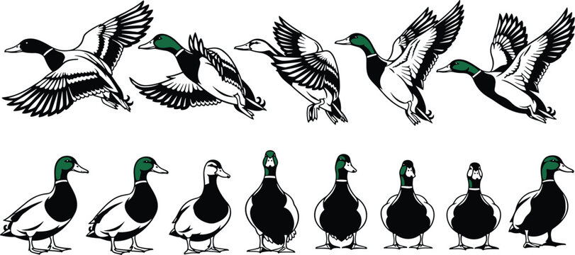 Stylized mallard duck illustrations showing flying and walking poses with detailed wing movement and standing perspectives perfect for animation design artwork