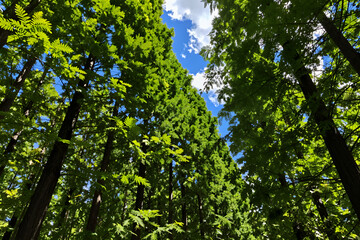 Obraz premium View Of Tall Green Trees With Dense Foliage And Clear Blue Sky Visible Through The Canopy
