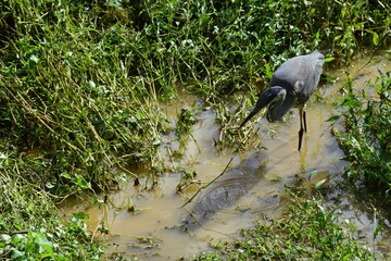 Fototapeta premium Un héron cendré au milieu de la rivière