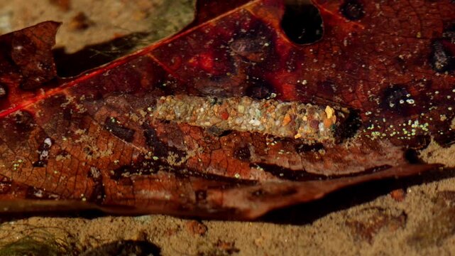 Real time closeup footage of a freshwater bioindicator caddisfly larva moving naturally on submerged stones in a clear Himalayan mountain stream during winter season in Himachal Pradesh India.