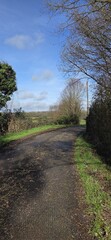 Fototapeta premium A rural road curves gently between hedges and trees, some bare and others leafy. The bright light and mostly clear sky create a peaceful atmosphere, typical of quiet countryside walks.
