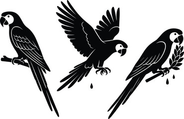 Fototapeta premium Black vector silhouette set of exotic macaw parrots perched on branches and flying for tropical jungle nature wildlife zoo and bird mascot branding