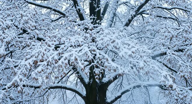 Snow Falling Gently on Bare Tree Branches Covered in Snow, Winter Landscape