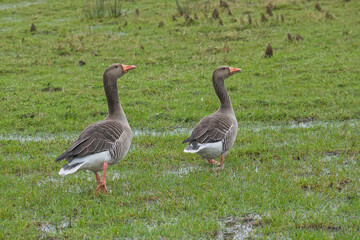 Obraz premium Couple of Greylag geese standing guard in the marsh - Anser anser. 
