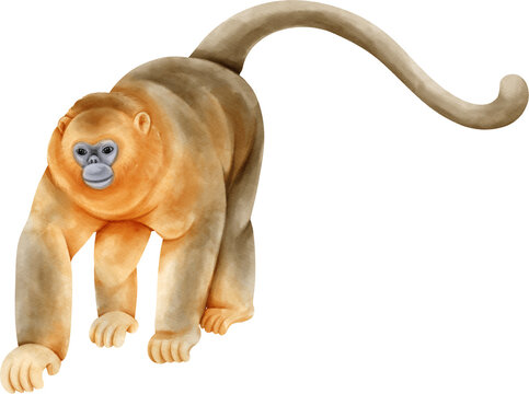 Watercolor wildlife. Golden snub nosed monkey