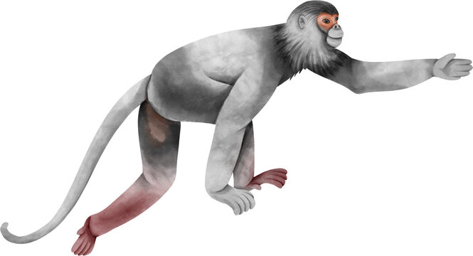 Watercolor Climbing Monkey. Douc langur