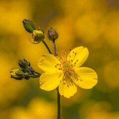 Bright yellow flower blooms amid a softly blurred yellow background, buds flanking stem