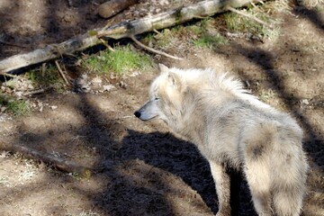 loup