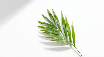 Fototapeta premium A single palm frond casting a shadow on a white surface from a slight angle view