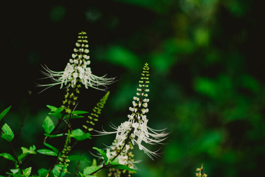 Orthosiphon Aristatus White Cat's Whiskers Flower in Tropical Garden