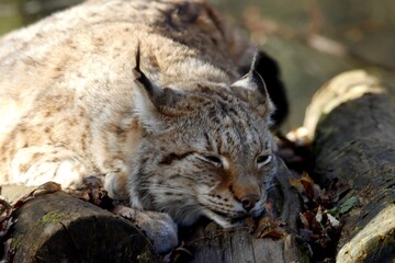 Obraz premium lynx
