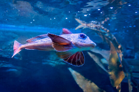 Roter Knurrhahn in einem Aquarium von seitlich unten fotografiert