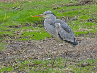 Fototapeta premium Side view of a grey heron standing in a meadow - Ardea cinerea. 