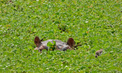 OUGANDA, safari et randonnée au cœur de l'Afrique. Gros plan sur un hippopotame qui joue à cache cache dans la rivière d'Ishasha dans le Parc National de Queen Elisabeth © Patricia
