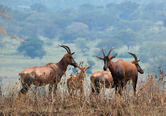 OUGANDA, safari et randonnée au cœur de l'Afrique. Troupeau de Bubales dans le Parc National de Queen Elisabeth © Patricia
