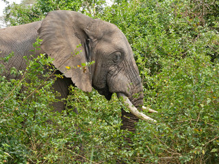 Naklejka premium OUGANDA, safari et randonnée au cœur de l'Afrique. Gros plan sur un éléphant, un mâle solitaire dans le Parc National de Queen Elisabeth