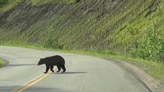 American black bear crossing road in Wells Gray Provincial Park, Canada