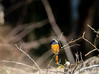 冬のジョウビタキ