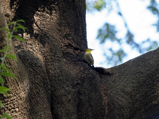 森の中のメジロ