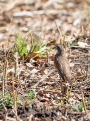 落ち葉の上のツグミ