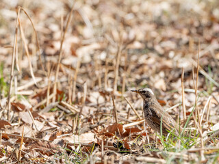 落ち葉の上のツグミ