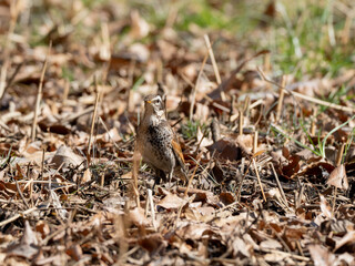 落ち葉の上のツグミ