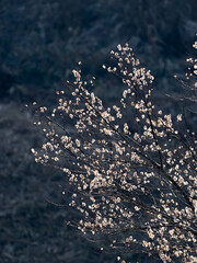 梅の花
