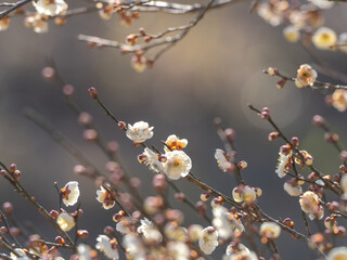 梅の花