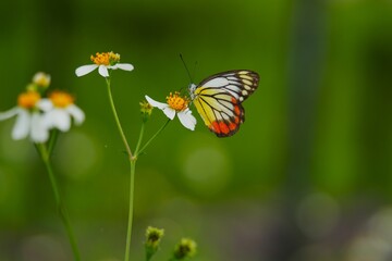 Obraz premium A beautiful and charming butterfly landed on a flower during the pollination process.