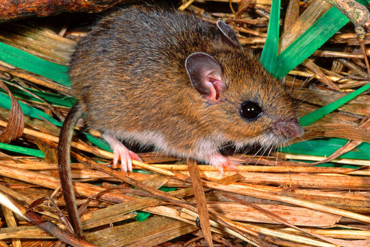 Deer mouse, Peromyscus maniculatus