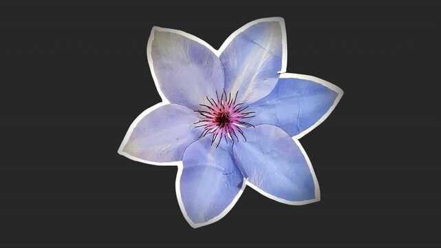 A drag and drop overlay of a stop motion style flat paper flower that folds outwards to settle in place as if unfolding from creased crunched up paper.
