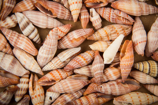 A collection of diverse, small Mitra (miter) seashells featuring intricate spiral patterns and vibrant striped colors in orange, brown, and pink tones.

