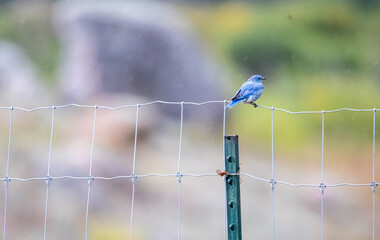 blue bird in the rain