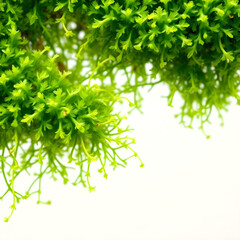 Obraz premium Greenery's Embrace: An up-close view reveals the vibrant beauty of lush, green leaves, their intricate details highlighted against a delicate, light background. 