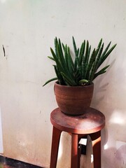 green plant in a pot