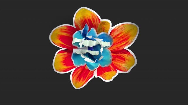 A drag and drop overlay of a stop motion style flat paper flower that folds outwards to settle in place as if unfolding from creased crunched up paper.
