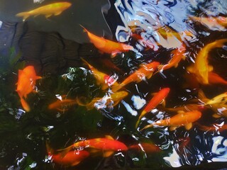 koi fish swimming in a pond