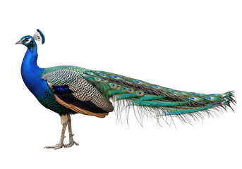 Obraz premium Vibrant peacock displaying majestic feathers isolated on transparent background