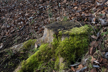 Obraz premium Side view of old tree stump covered in moss